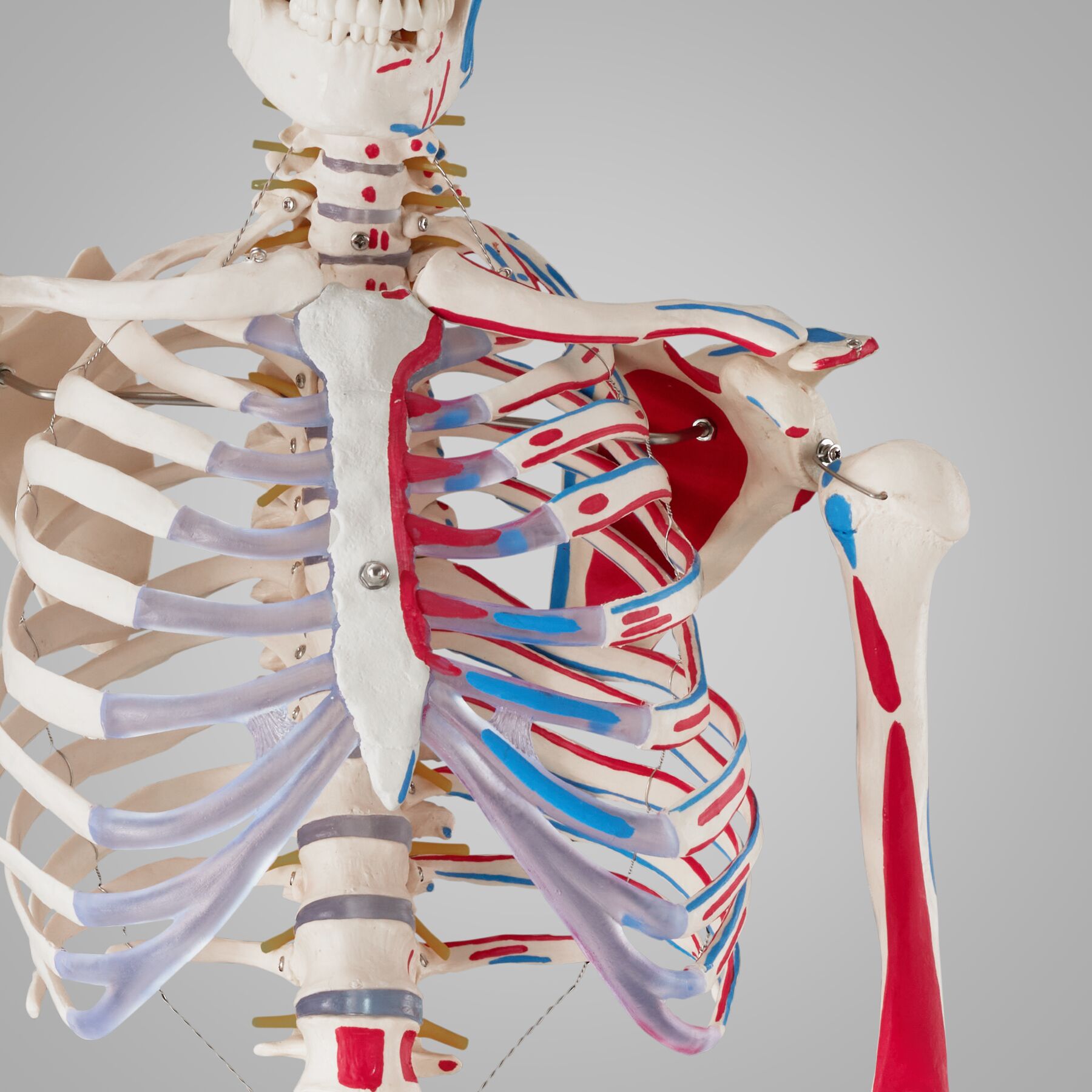 Produktbild von Tectake Lebensgroßes Anatomie-Skelett 181 Cm – Beweglich, Abnehmbarer Schädel, Rollständer, Inkl. Poster – Ideal Für Medizinunterricht Und Praxen