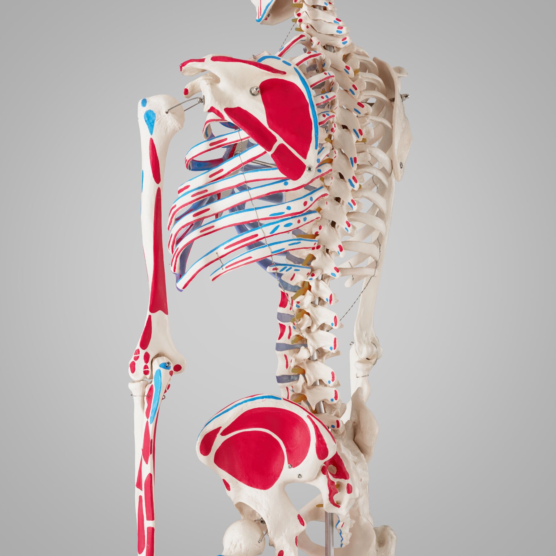 Anatomie Skelett-Modell, Lebensgroß 170 Cm – Vollständiges Menschliches Skelett Mit Beweglichen Händen & Füßen, Abnehmbarem Schädel & 3 Lernpostern