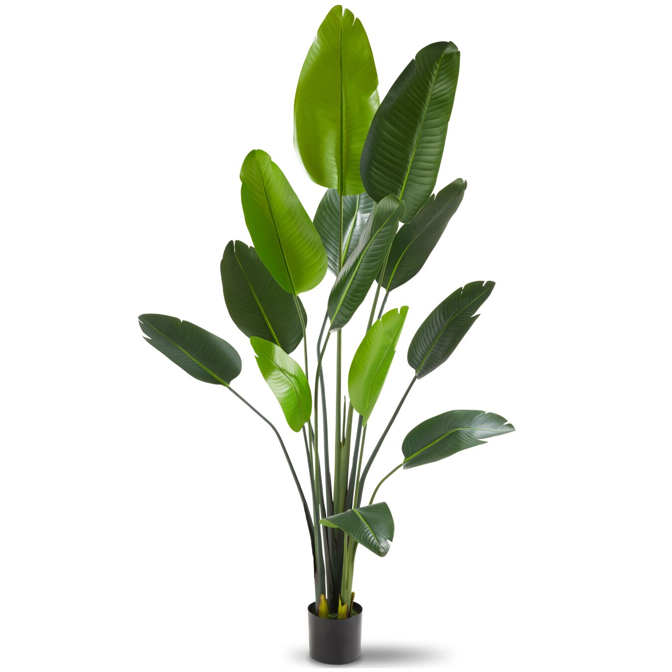 Arbre oiseau du paradis TROPIC - 180 cm | tectake