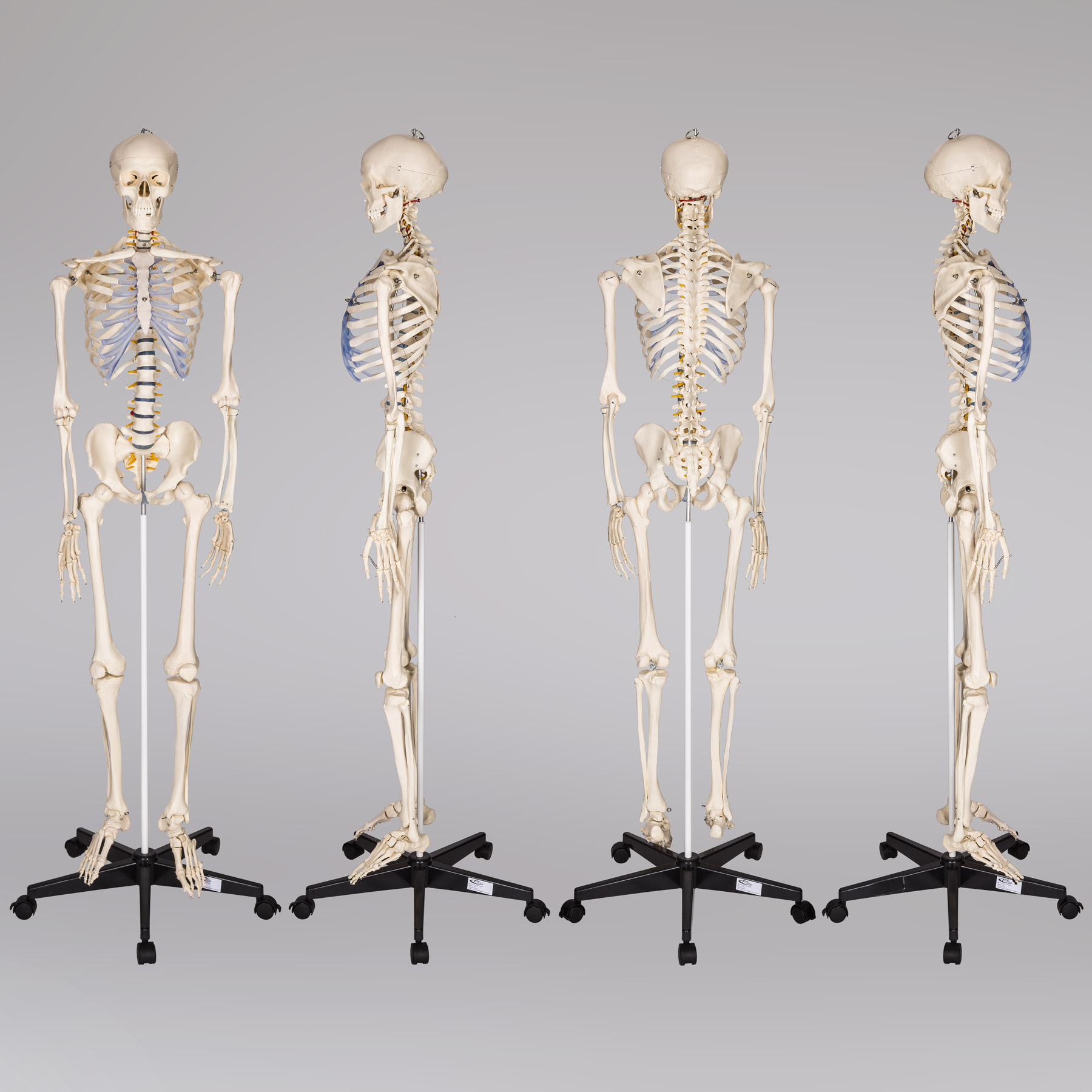 Lebensgroßes Menschliches Skelett-Modell – 170,2 Cm Hoch, 200+ Knochen, Bewegliche Hände & Füße, Medizinische Qualität